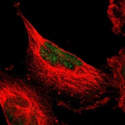 MINA Antibody, Novus Biologicals:Antibodies:Primary Antibodies